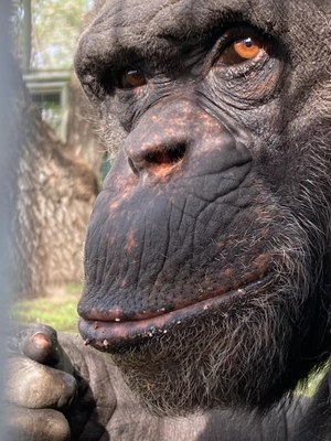 De nuevo la justicia argentina falla a favor del chimpancé toti cautivo en el zoo Bubalcó de rio negro.