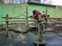 DEAN y Proyecto Gran Simio critican el estado de las instalaciones del Zoo de Santillana del Mar