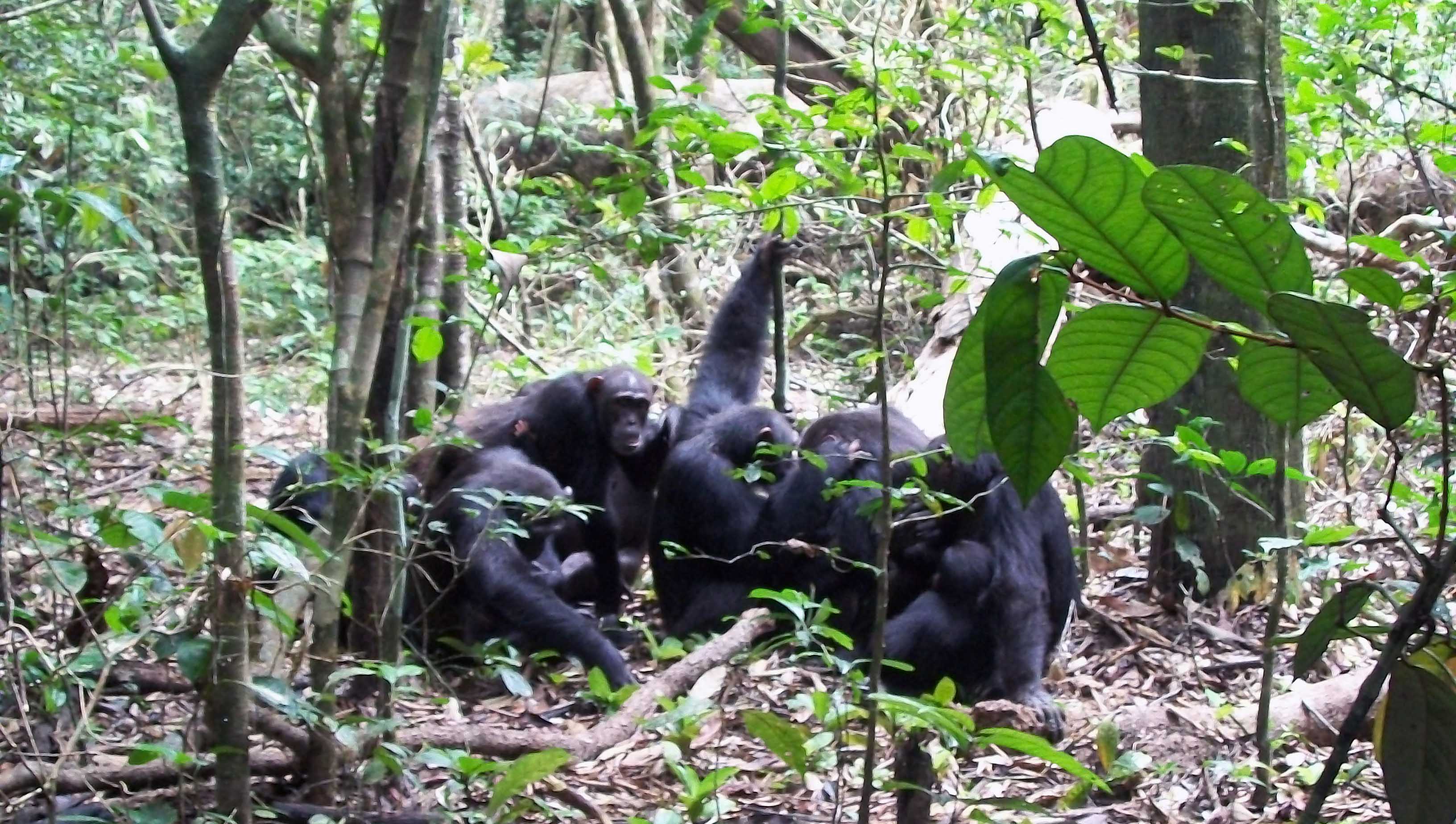 Declarado el kilómetro cero mundial  de los chimpancés del Corredor Biológico Mundial