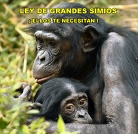 Dos nuevos artículos avalan nuestra lucha por una Ley de grandes simios