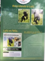 El municipio de Telde de la Isla Gran Canaria instala una placa como recuerdo de Lulú y Lucas rescatados por Proyecto Gran Simio