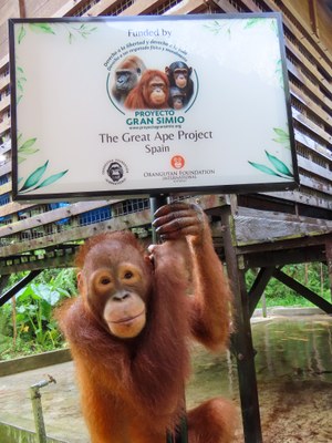 El Orangutan saluda a todos los socios del Proyecto Gran Simio