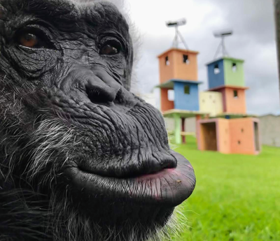 El Santuario de Sorocaba está dispuesto a recibir a Yoko y Karla, los dos chimpancés que quedan en el Bioparque Ukumari (Colombia).