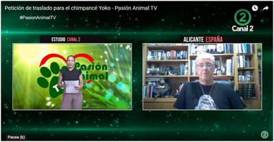 Entrevista televisión colombiana para la liberación del chimpancé Yoko
