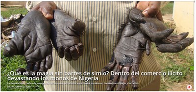 EXTERMINIO DE GRANDES SIMIOS EN LOS PAÍSES DE NIGERIA Y CAMERUN