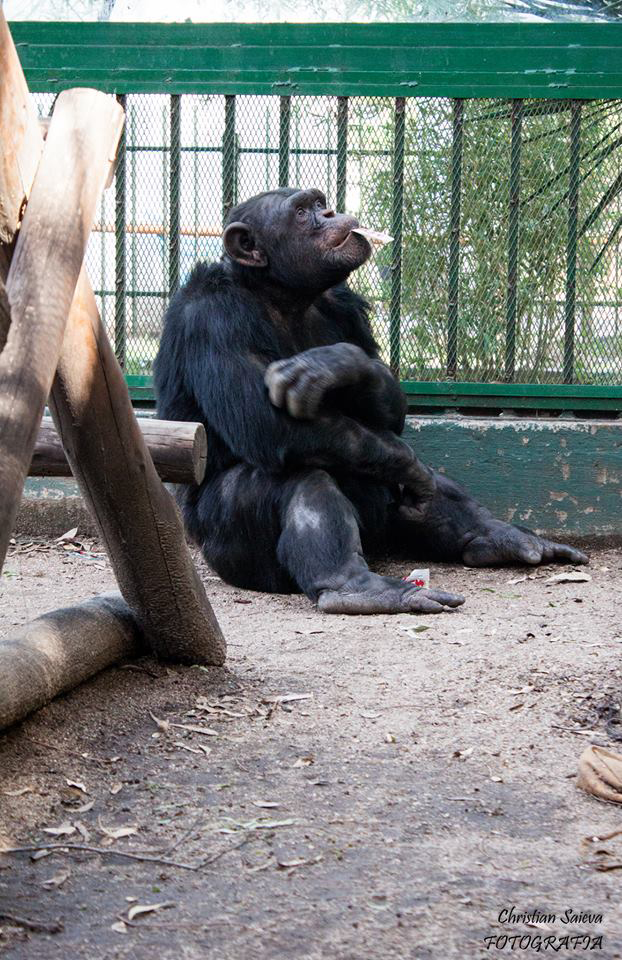 Historia del chimpancé Toti. 