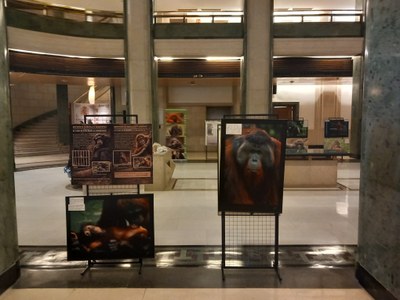 Inaugurada la exposición de grandes simios en el Congreso