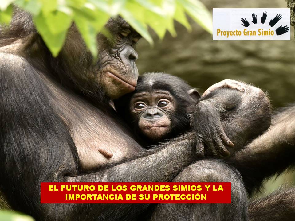 Jornada "El futuro de los grandes simios y la importancia de su protección"