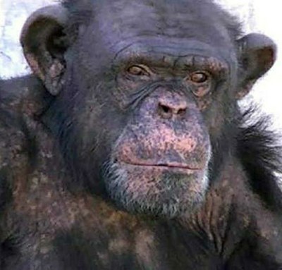 La Asociación de abogados AFADA de Argentina, en colaboración con el Proyecto Gran Simio España, presentan Habeas Corpus para liberar al chimpancé Toti.