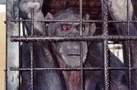 "La crueldad neuronal en la cautividad de los animales"