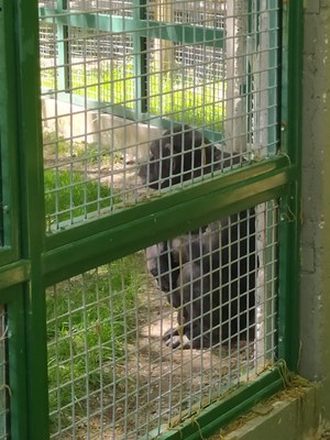 La jueza encargada del caso de toti realiza una visita sorpresa al zoo Bubalcó donde se encuentra cautivo el chimpancé Toti.