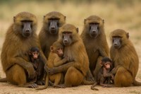 Matanza de babuinos en un zoo de Alemania