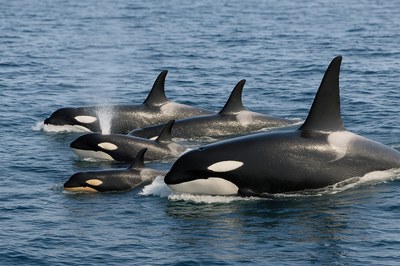 Nota de prensa sobre situación grupo de orcas estable del Golfo de Cádiz.