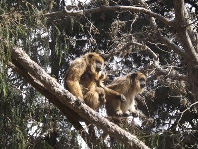 Novedades sobre los primates encerrados en un sótano (Argentina)