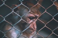 PGS Argentina, denuncia ante la Fiscalía el maltrato continuado a 74 primates
