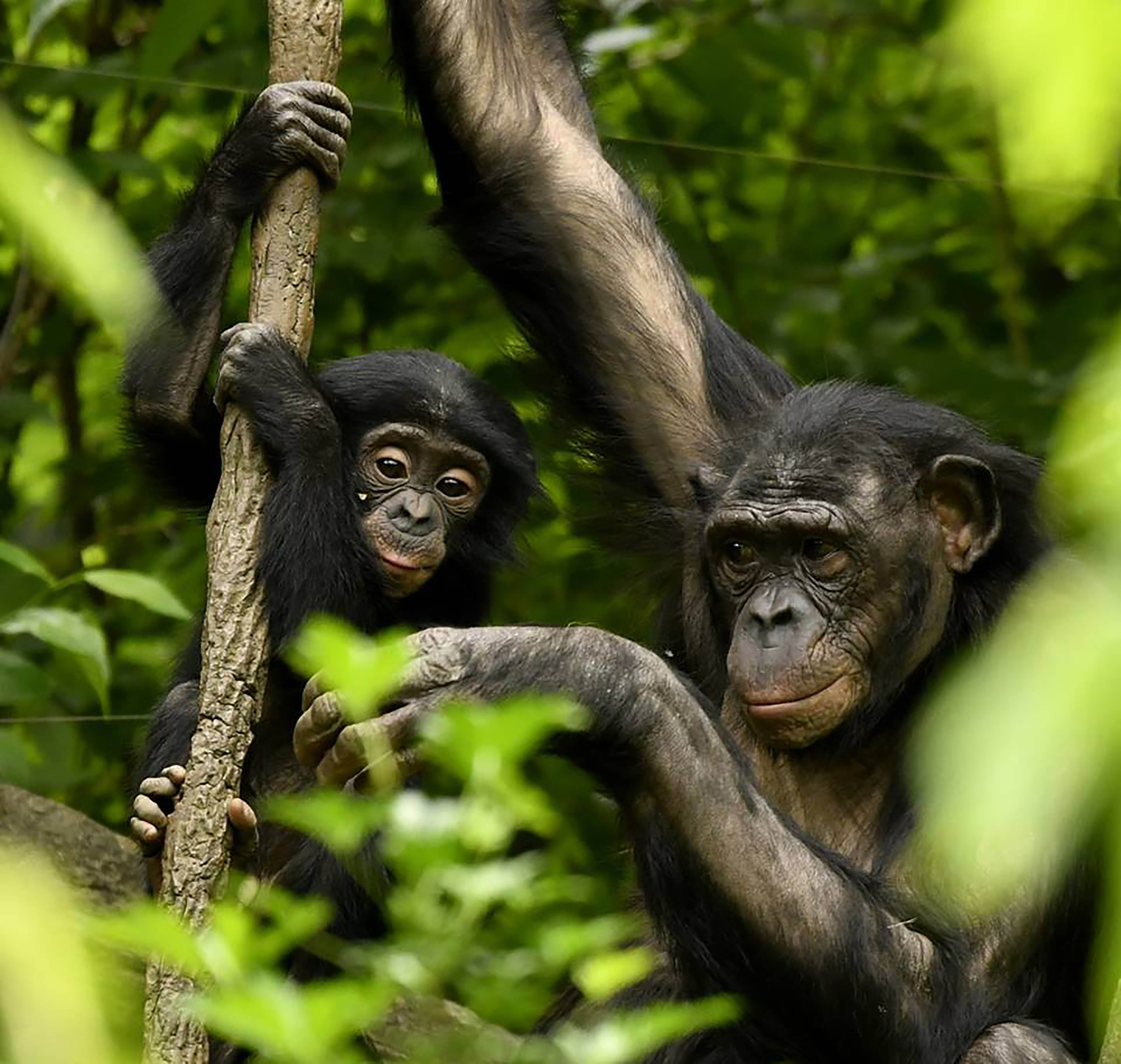 Presentado borrador Ley de grandes simios y realizadas alegaciones