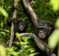 Presentado borrador Ley de grandes simios y realizadas alegaciones