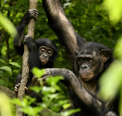 Presentado borrador Ley de grandes simios y realizadas alegaciones