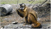 Proyecto Gran Simio denuncia a un centro de Investigación por maltrato a 74 primates.
