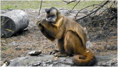 Proyecto Gran Simio denuncia a un centro de Investigación por maltrato a 74 primates.