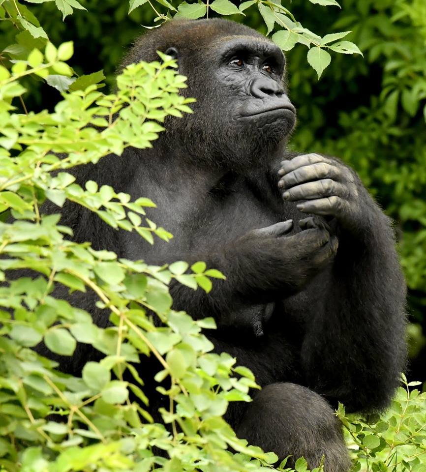 PROYECTO GRAN SIMIO CONDENA EL INCENDIO OCURRIDO EN EL ZOOLÓGICO DE KREFELD (ALEMANIA) DONDE HAN MUERTO OCHO GRANDES SIMIOS JUNTO A OTROS PRIMATES Y ANIMALES SIN HABER TENIDO POSIBILIDAD DE HUIDA DE LAS LLAMAS Y EL HUMO.