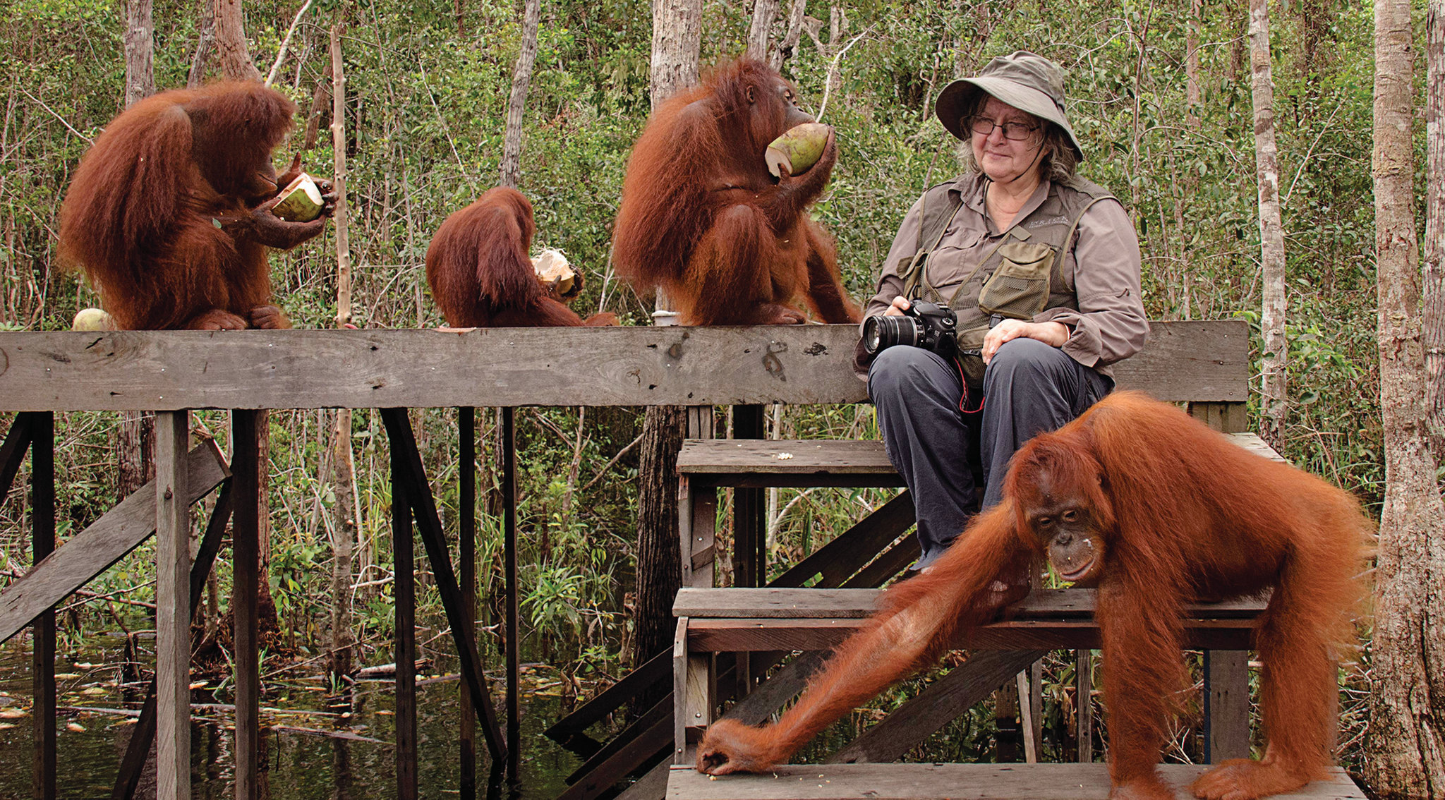 Proyecto Gran Simio financia una petición de ayuda urgente solicitada por la Dra. Biruté M.F. Galdikas para el Campo Leakey del Parque Nacional Tanjung Puting de Borneo 