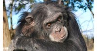 Proyecto Gran Simio (GAP/PGS-España), presenta Amparo Judicial ante la justicia de Argentina para liberar al chimpancé Johnny