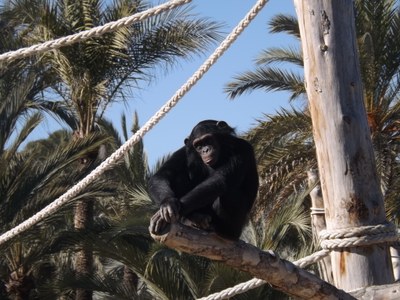 Proyecto gran simio lamenta la muerte de dos chimpancés abatidos a tiros en un zoo sito en los Países Bajos, manifestando su protesta ante el embajador de ese País en España.