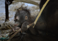 Proyecto Gran Simio lamenta la muerte de kanelo, cría de orangután y exigen responsabilidades al zoo de Barcelona.  