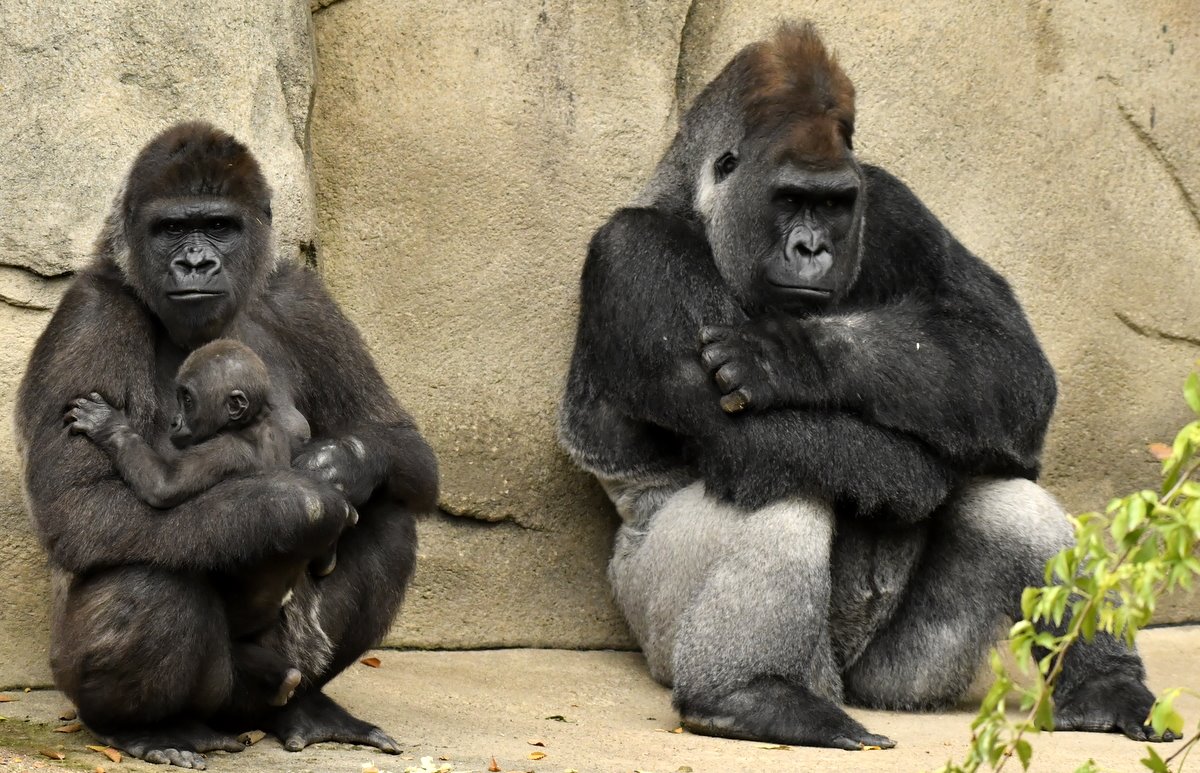 Proyecto Gran Simio lamenta la muerte del gorila Schorsch en el zoo de Loro Parque y solicita públicamente que no sea suplido por ningún otro homínido.