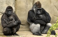 Proyecto Gran Simio lamenta la muerte del gorila Schorsch en el zoo de Loro Parque y solicita públicamente que no sea suplido por ningún otro homínido.