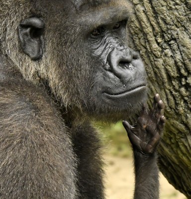 Proyecto Gran Simio lamenta una vez más la decisión del traslado de la gorila Duni con fines reproductivos en un acto cruel y abusivo para un homínido cautivo.
