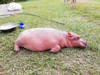 Proyecto Gran Simio (PGS) solicita a las Autoridades de Colombia que no sacrifiquen a los Hipopótamos de Magdalena.