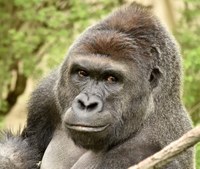 Proyecto gran simio solicita la declaración de los derechos de los grandes simios y su inclusión como patrimonio vivos de la humanidad. 