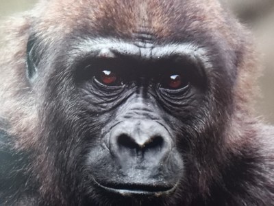 Reunión con la Dirección General de los Derechos de los Amimales sobre la ley de grandes simios