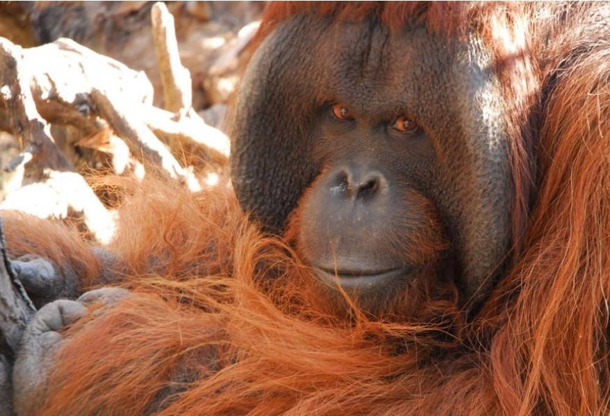 Se interpone el primer habeas corpus a favor del orangután Sandai, un homínido no humano, en Chile.