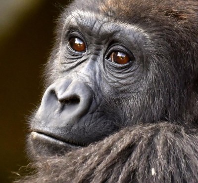 Sendos artículos publicados en distintos medios en defensa de los grandes simios (Homínidos no humanos).