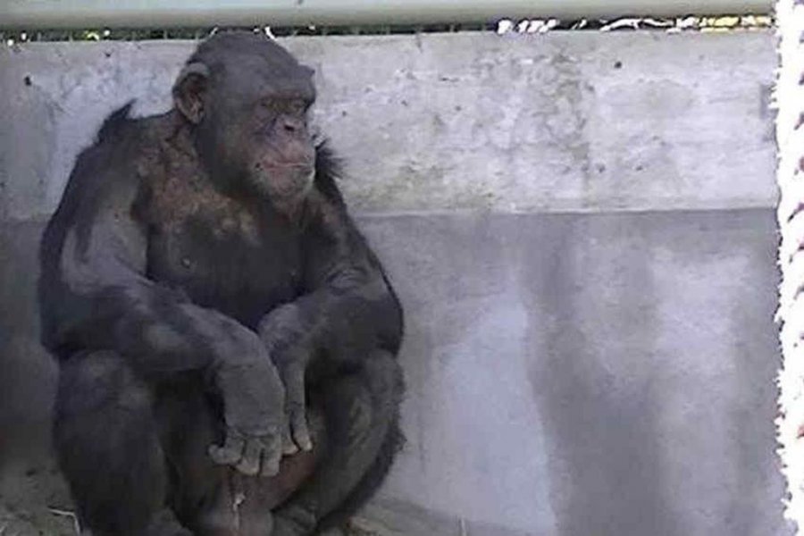 Somos parte del proceso judicial para liberar a Toti que se encuentra en un zoo de Argentina.