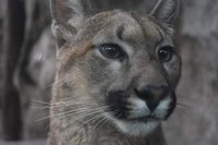 Un Puma declarado en argentina como sujeto de derecho.