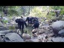 Chimpancés pescando algas en Bakoun, Guinea Chimpancés pescando algas en Bakoun, Guinea