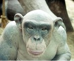 Cinder, la chimpancé calva