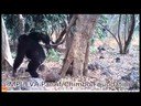¿Creen los chimpancés en Dios? ¿Creen los chimpancés en Dios?