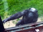 Desgarrador: chimpancé implora que le abran la jaula