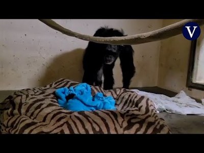 Encuentro de una chimpancé con su bebé