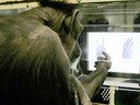 Este chimpancé te ganará a piedra, papel, tijera Este chimpancé te ganará a piedra, papel, tijera