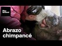 La última despedida de una chimpancé a su amigo La última despedida de una chimpancé a su amigo