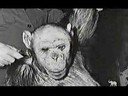Mono Humano: Oliver - Primera Parte Mono Humano: Oliver - Primera Parte