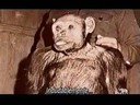 Mono Humano: Oliver - Segunda Parte Mono Humano: Oliver - Segunda Parte