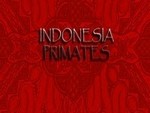 Indonesia Primates