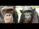 Los grandes simios, Patrimonio Vivo de la Humanidad Los grandes simios, Patrimonio Vivo de la Humanidad